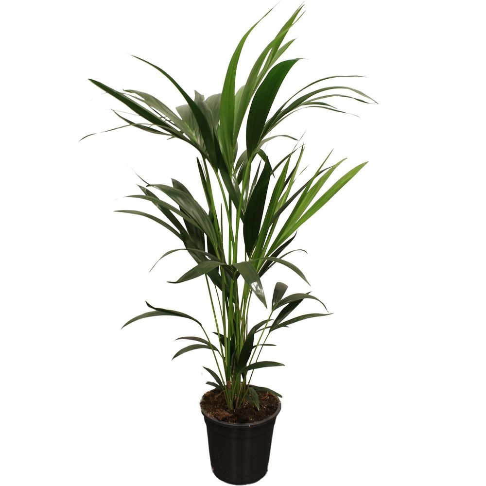 Howea forsteriana (kentia) 5 pit 100-120cm - ø21cm - ↕100cm - plantes d'intérieur