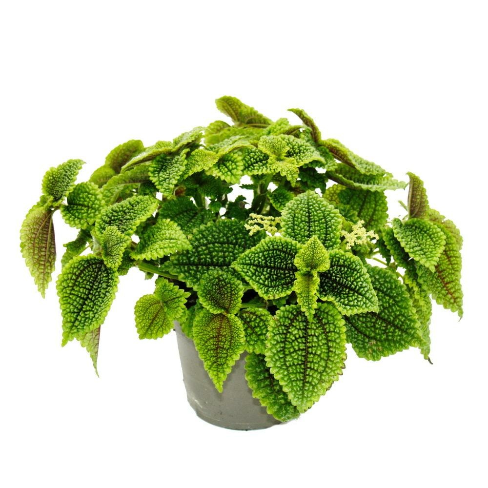 Gunner plant - pilea involucrata moon valley - moon crater plant - pot de 12cm