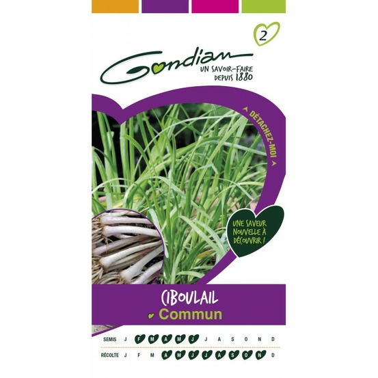 Ciboulail commun
