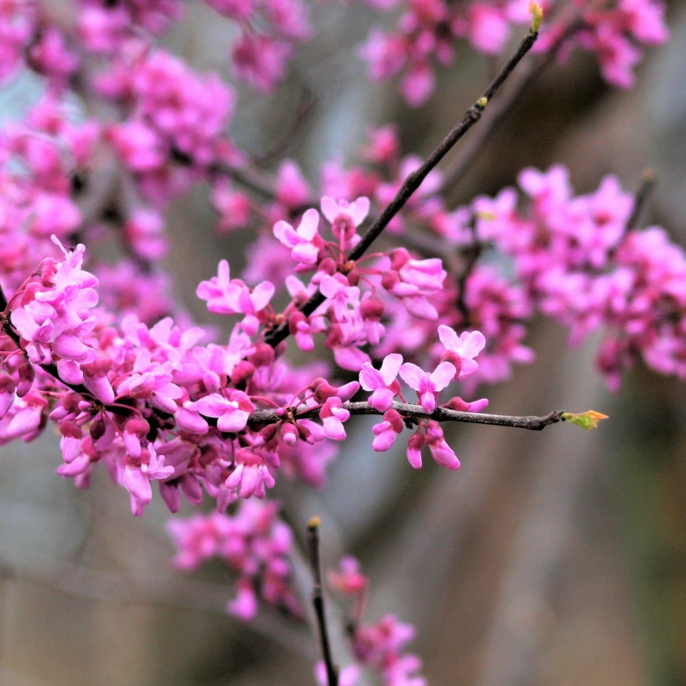 Cercis du canada ace of hearts, arbre de judée, gainier du canada pot de 15l - baliveau