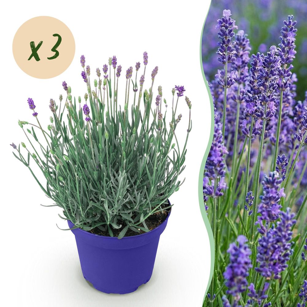 Lavande 'hidcote' - lot de 3 - pot 12 cm - hauteur 25 cm