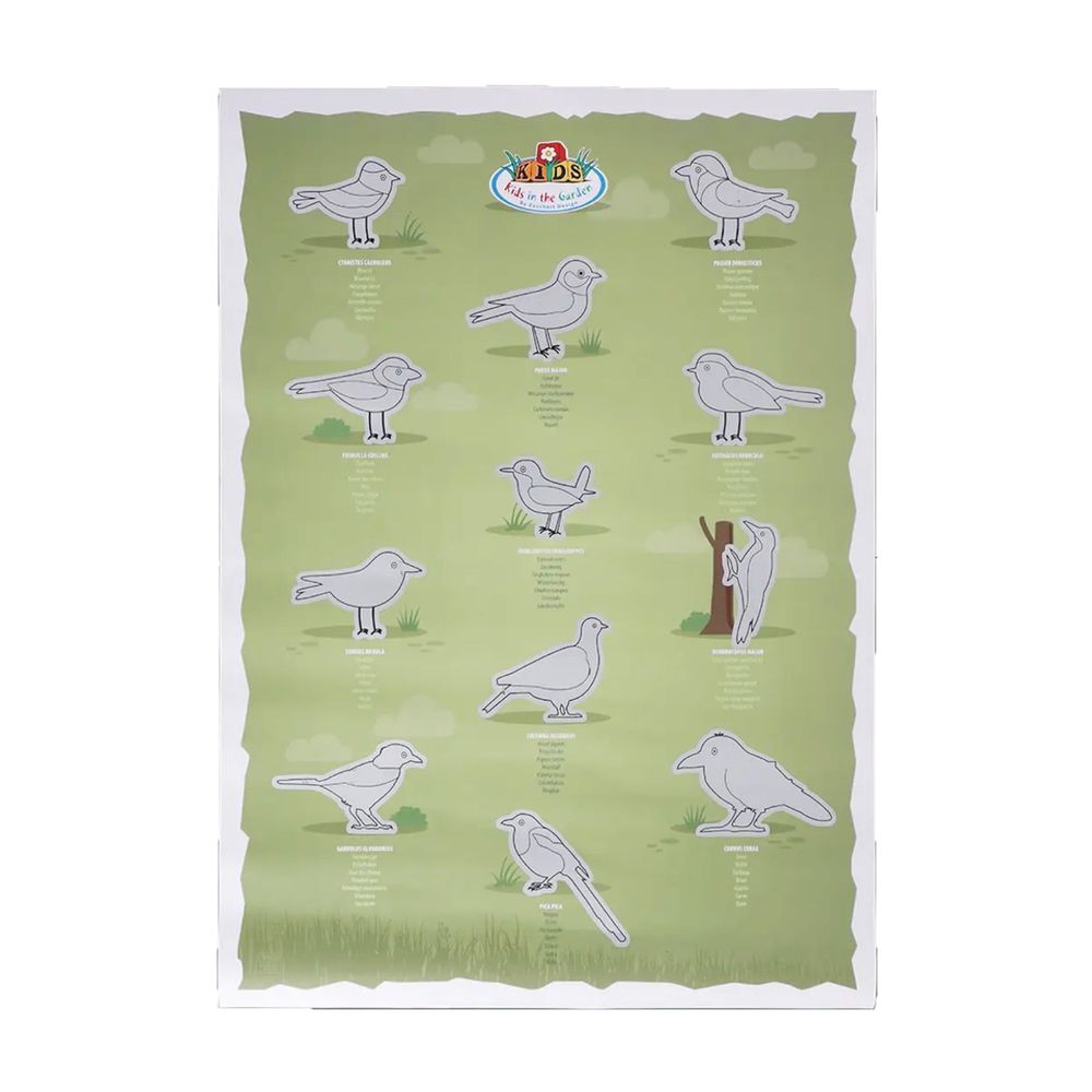 Poster à gratter oiseaux – affiche éducative nature pour enfants