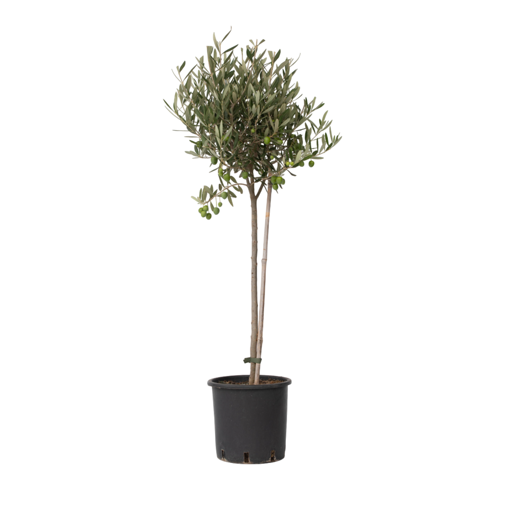 Olivier - olea europaea - hauteur 80-90cm - ⌀19cm