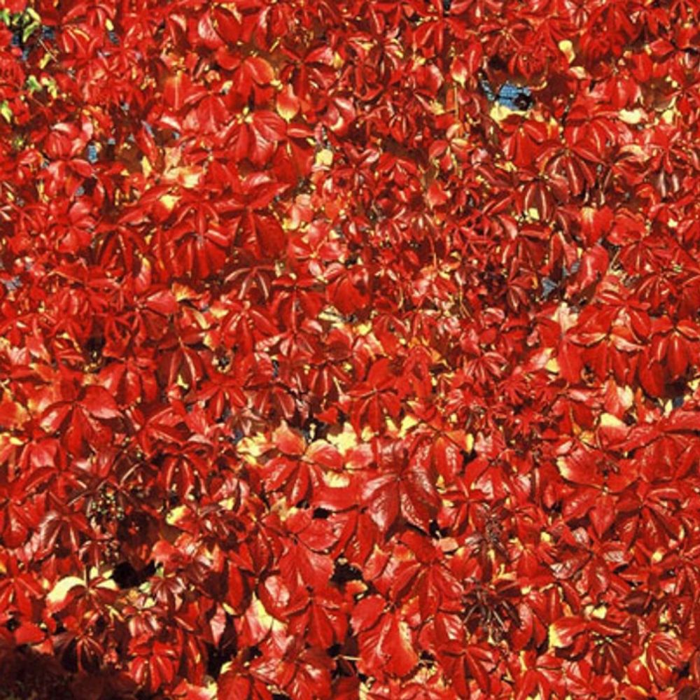 Vigne vierge quinquefolia red wall® 'troki' pot de 1,5l - tuteur bambou 30/60 cm