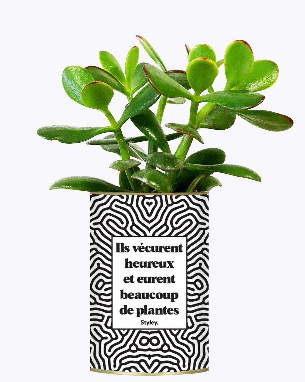 Plante drôle - ils vécurent heureux et eurent beaucoup de plantes - plante