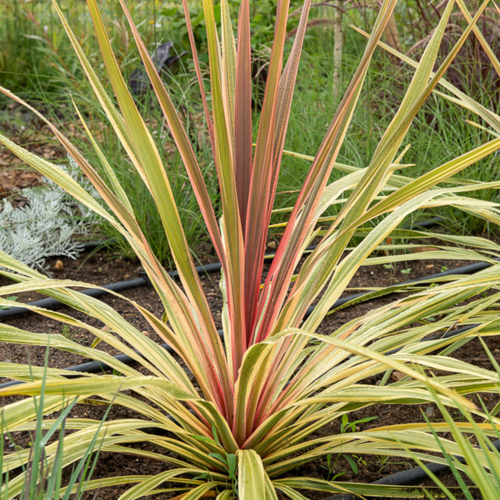Cordyline australe can can® - le pot / ø 9cm / hauteur livrée 10-15cm