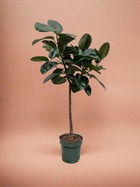 Plante d'intérieur - ficus elastica robusta tronc - 130 cm - ø24 130cm