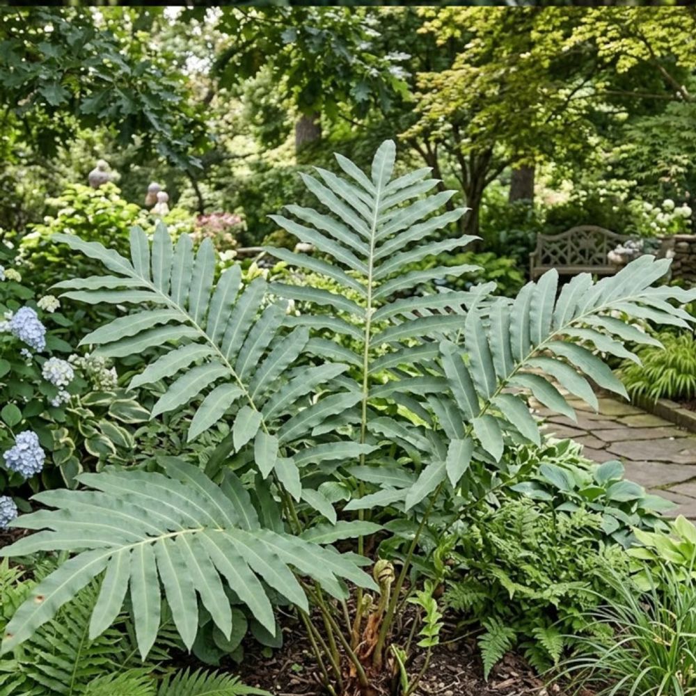 Fougère du japon, dryopteris godet - 5/20 cm