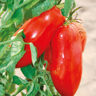 Plant de tomate greffee cornabel f1  pot 1 l