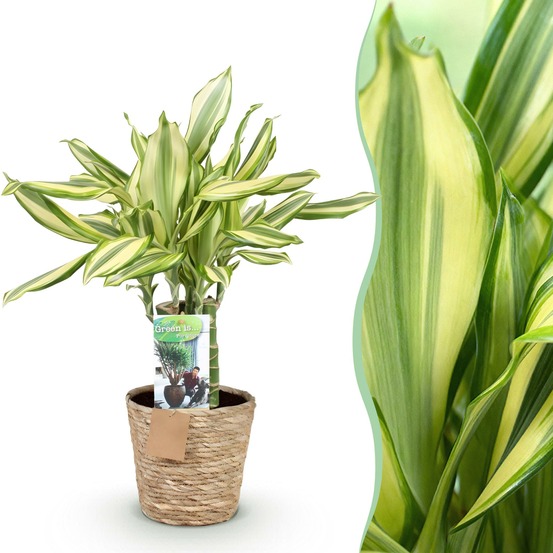 Dracaena diamond dream – pot 17 cm – hauteur 50-55 cm