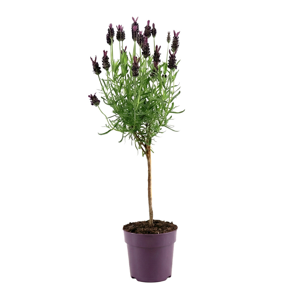 Lavandula stoechas anouk - lavande papillon sur tige - h. 20-30 cm