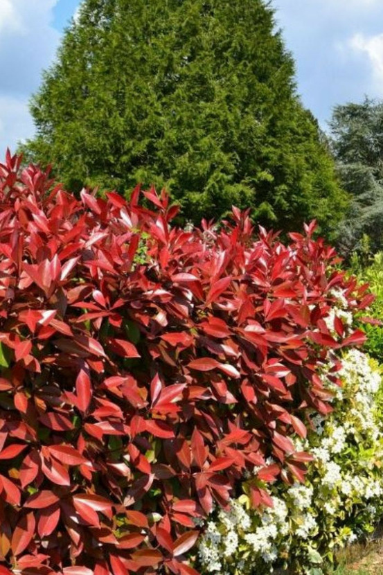Photinia 'carré rouge' - en pot de 3 litres