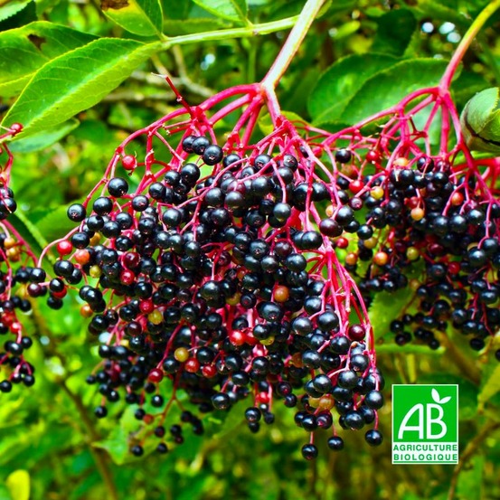 Sureau noir 'haschgerg' bio (sambucus nigra 'haschberg')