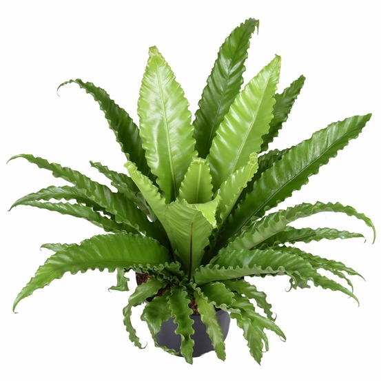 Asplenium antiquum osaka - h60 cm - ø23 cm
