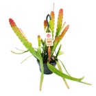 Epiphyllum anguliger red tip - cactus épée - cactus queue de crocodile de couleur rougeâtre - pot de feu de circulation 14cm