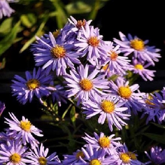 6 x aster nain - aster dumosus 'professor anton kippenberg' - godet 9cm x 9cm