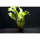 Plante aquatique : Microsorium Pteropus Latifolius en pot