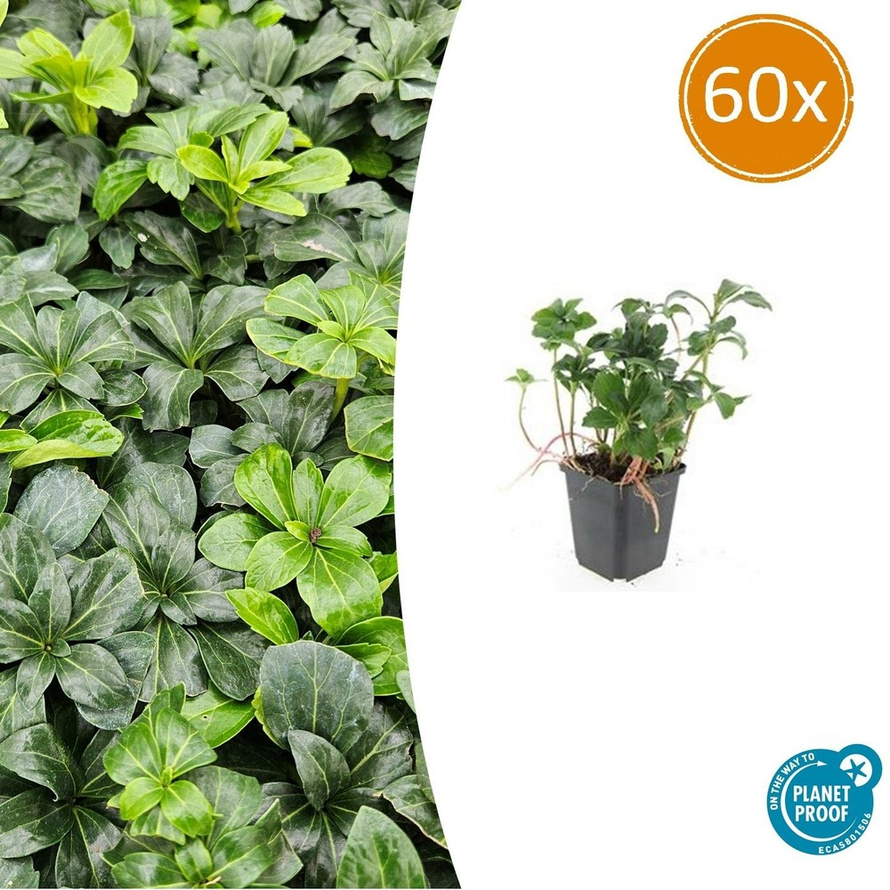 Pachysandre du japon 'green sheen' x60 – entre 3,75 et 5m2