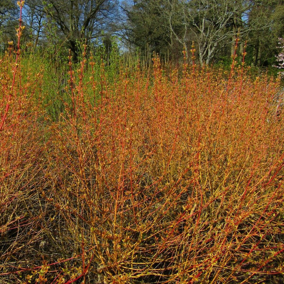 Cornouiller sanguin midwinter fire, cornus pot de 3l - 40/60 cm