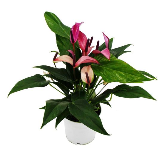Anthurium andreanum zizou