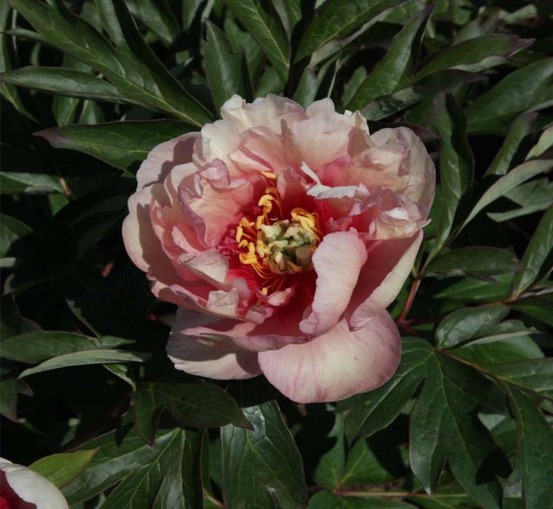 Pivoine 'canary brillant' pot de 3l/4l