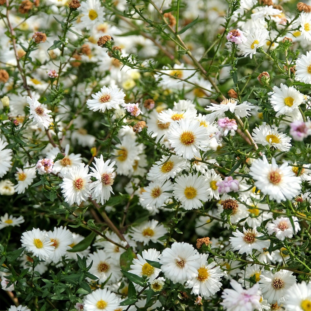 Aster grand d'automne white lady - le pot / ø 9cm