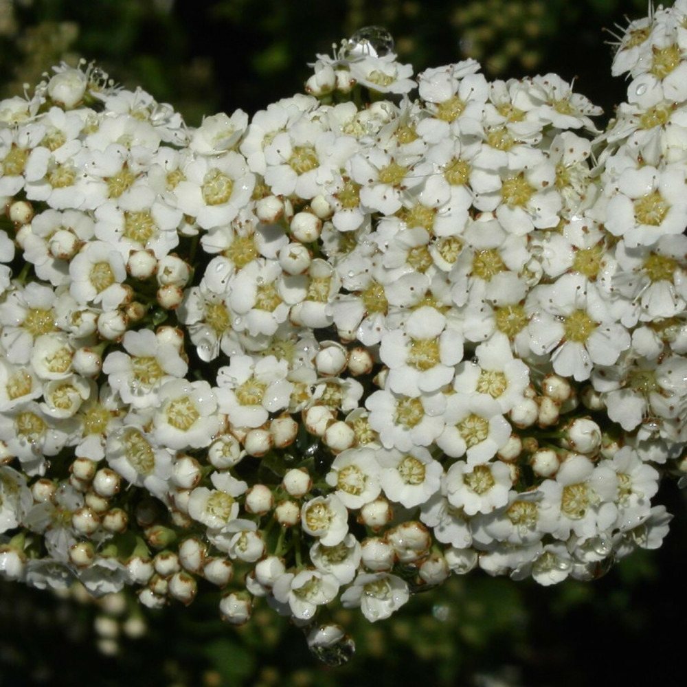 Spirée snowmound, spiraea pot de 3l - 20/40 cm