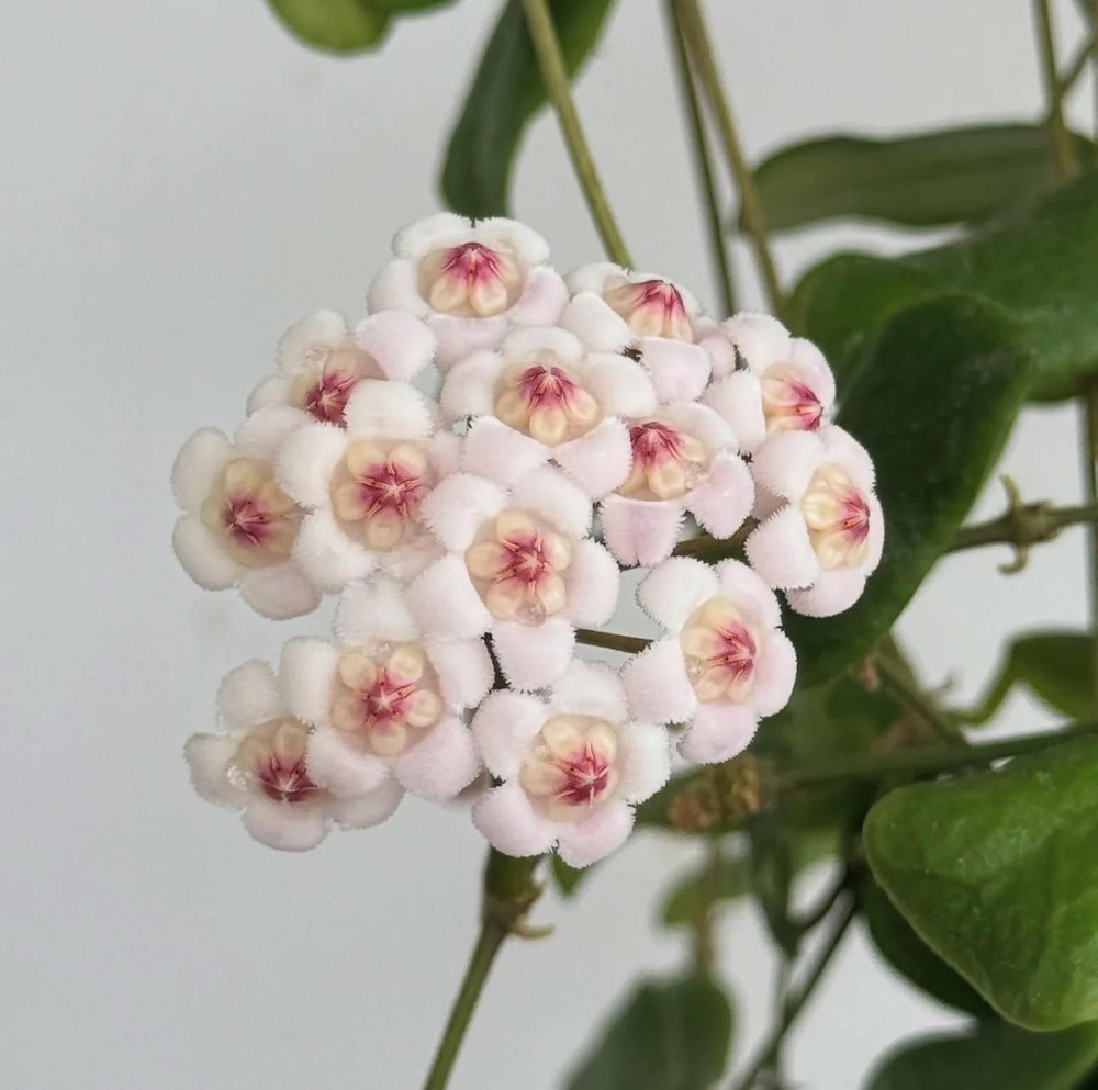Hoya rotundiflora - pot de 6cm