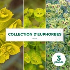 Collection de 3 euphorbes - godet 9cm
