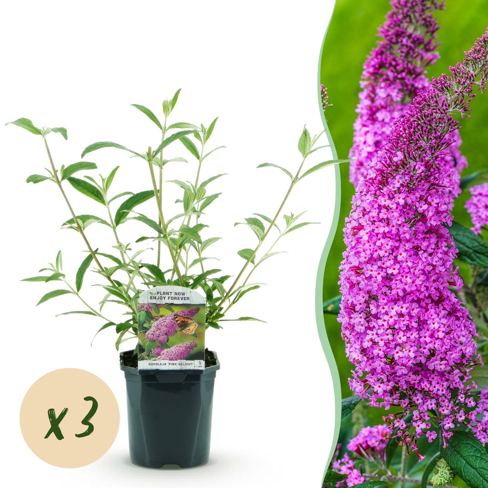 Arbre aux papillons 'pink delight' - lot de 3 - pot 17 cm - hauteur 25 cm