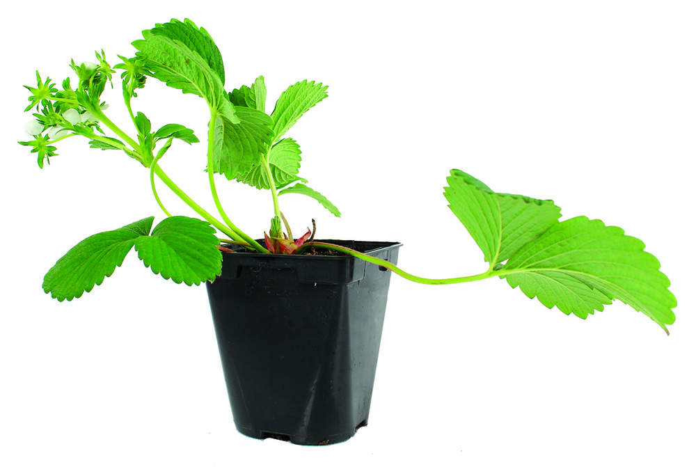 Plant de fraisier non remontant anablanca pot 0,5 l