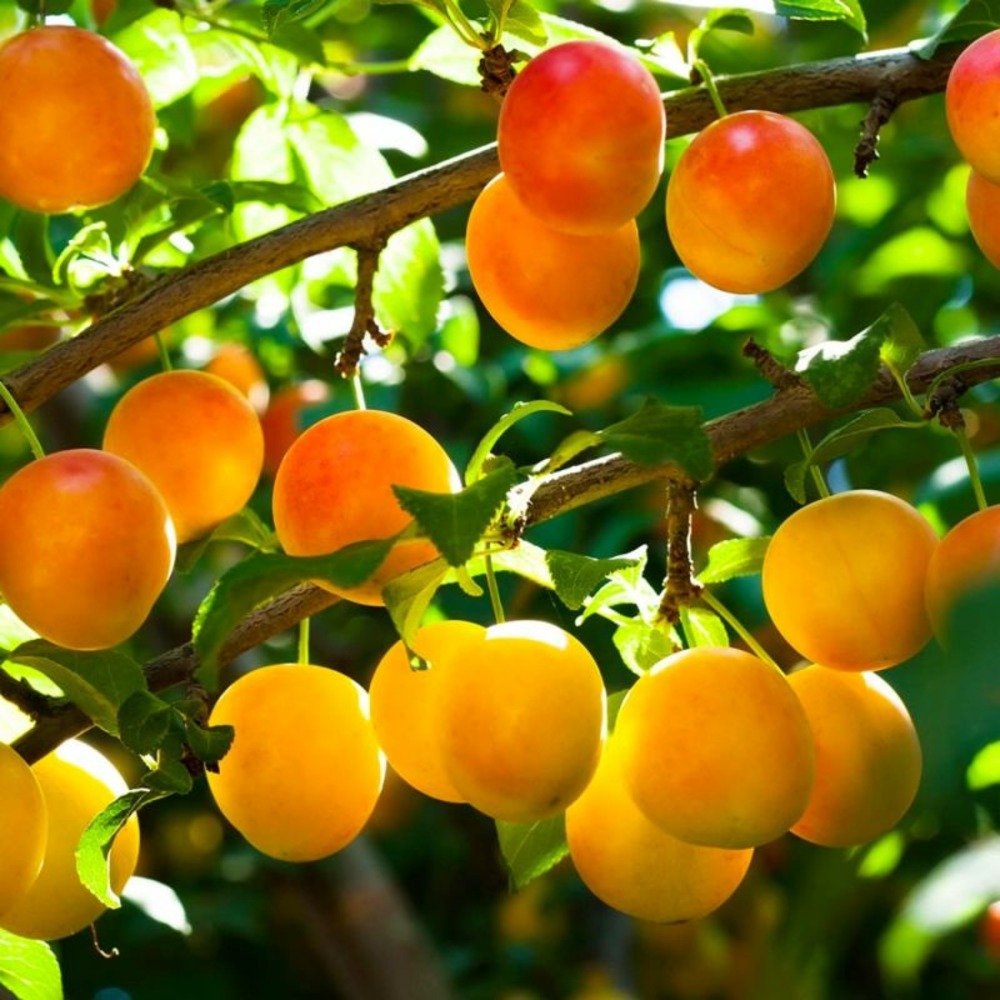 Prunier 'mirabelle de nancy' (prunus domestica 'mirabelle de nancy')