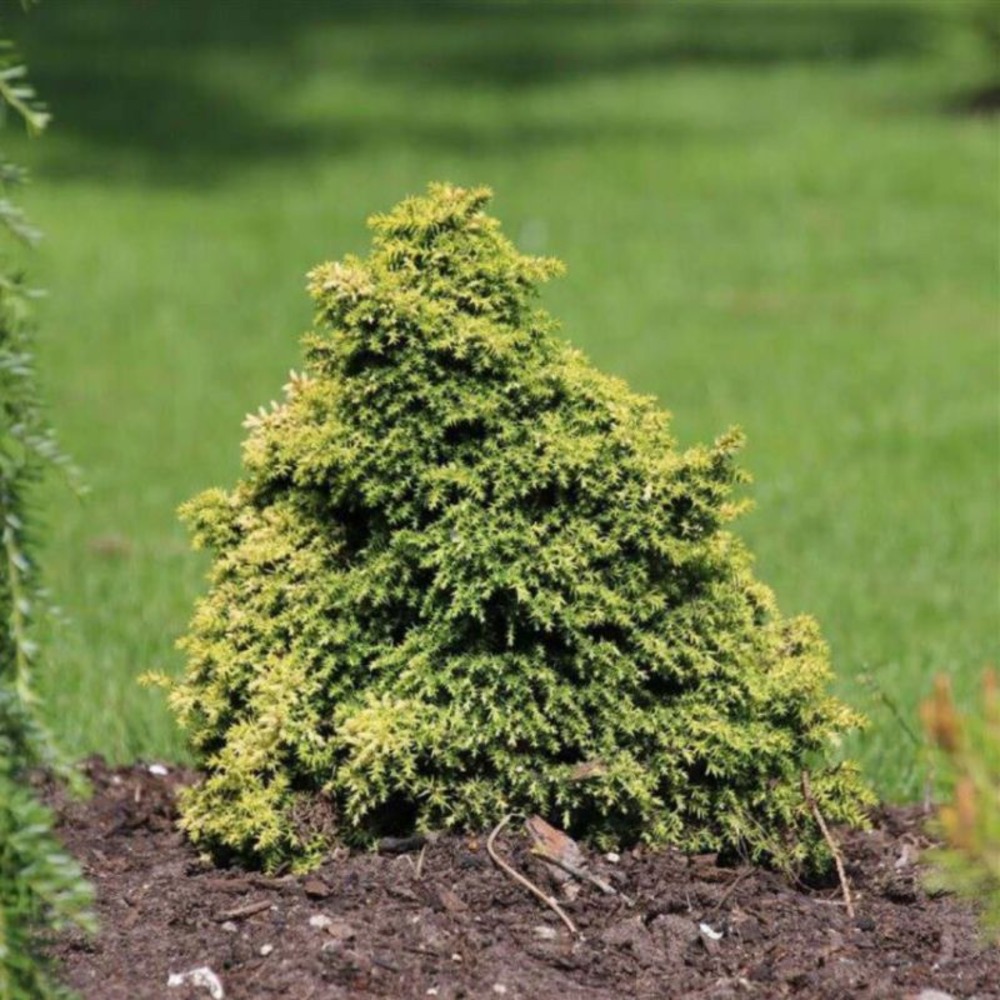 Cryptoméria du japon vilmorin gold - cryptomeria japonica vilmorin gold 15/25cm pot 2,5l