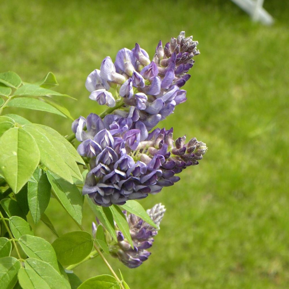Glycine d'amérique longwood purple pot de 3l - echelle bambou 60/120 cm