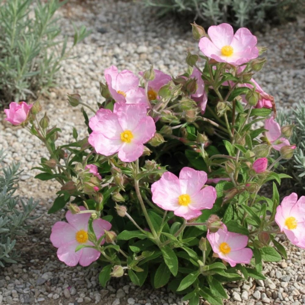 Ciste grayswood pink, cistus godet - 5/20 cm