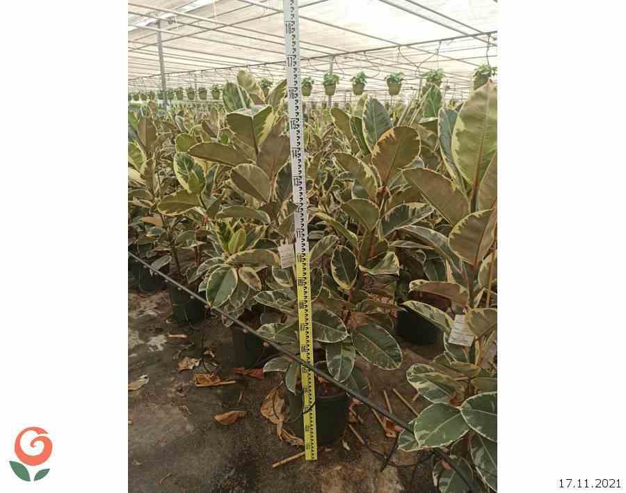 Ficus elastica 'tineke' (caoutchouc panaché) taille pot de 65l - 180/200cm
