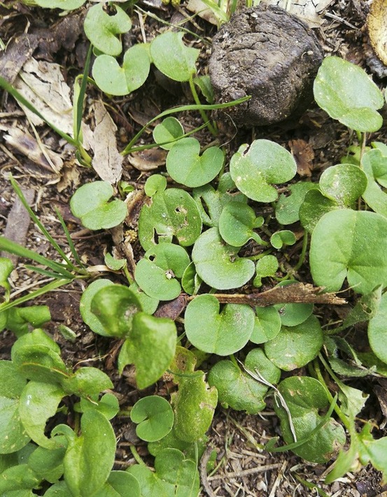 Dichondra rampant godet de 8/9 cm