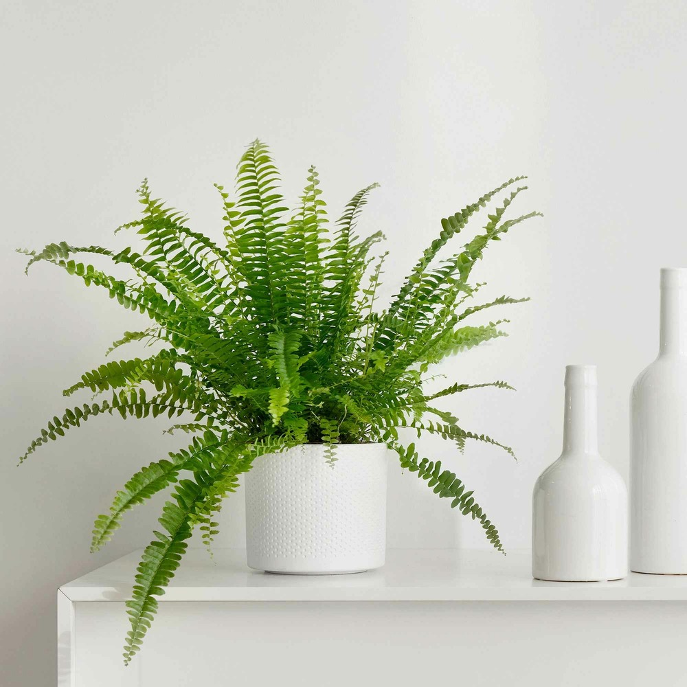 Fougère de boston - le pot / ø 17cm / hauteur livrée 40-45cm