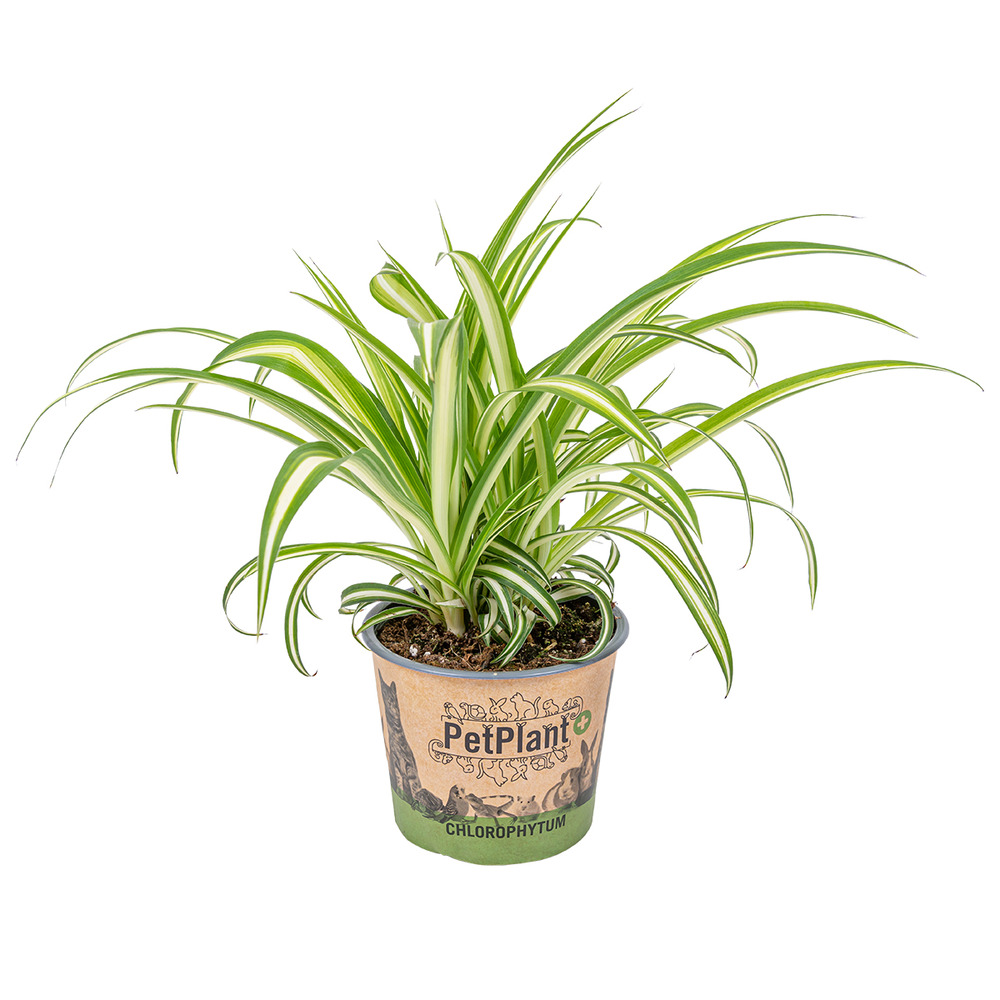 Chlorophytum 'variegatum' - plante araignée - dépolluante - 20-30 cm de haut - pot 12 cm