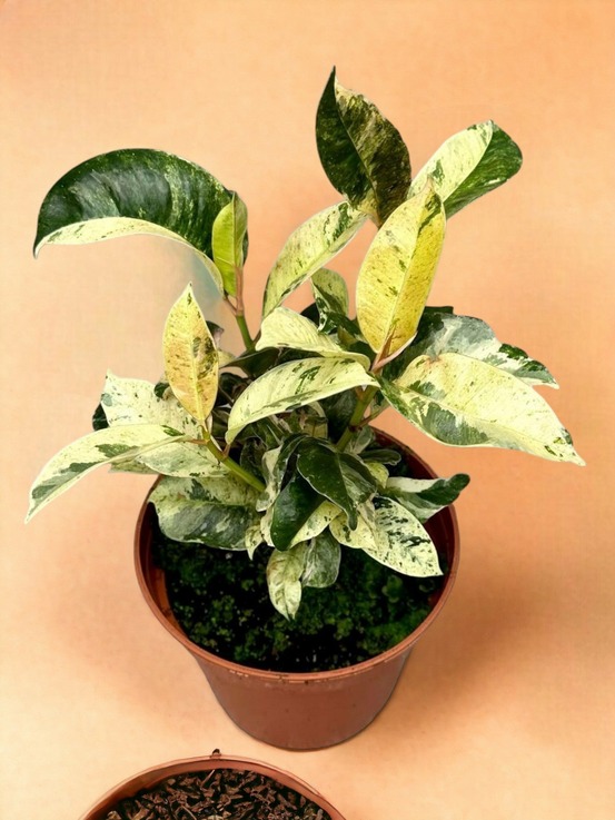 Ficus moonshine shivereana