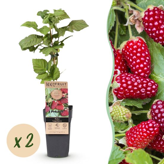 Mûre - pot 15 cm - hauteur 50 cm - plante d'extérieur