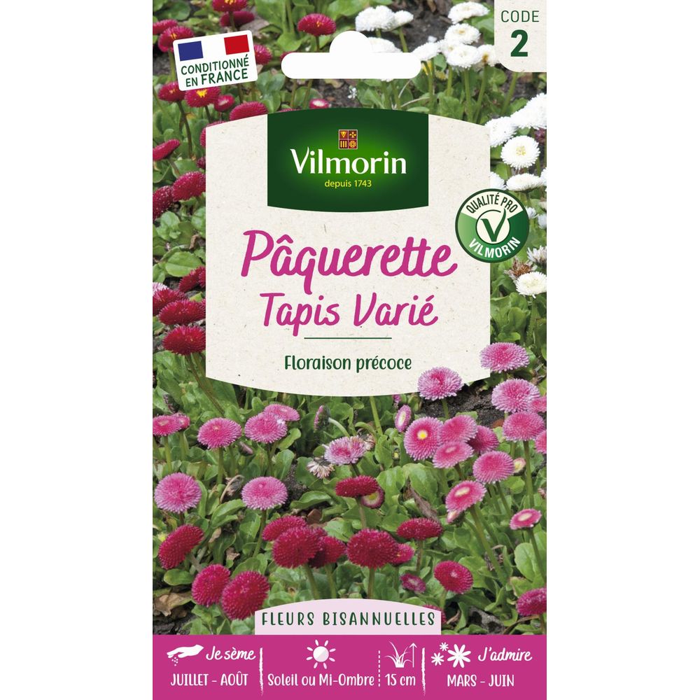 Pâquerette tapis varié