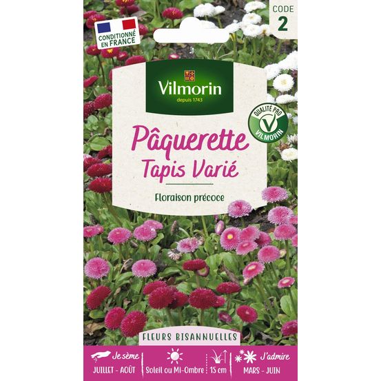 Pâquerette tapis varié