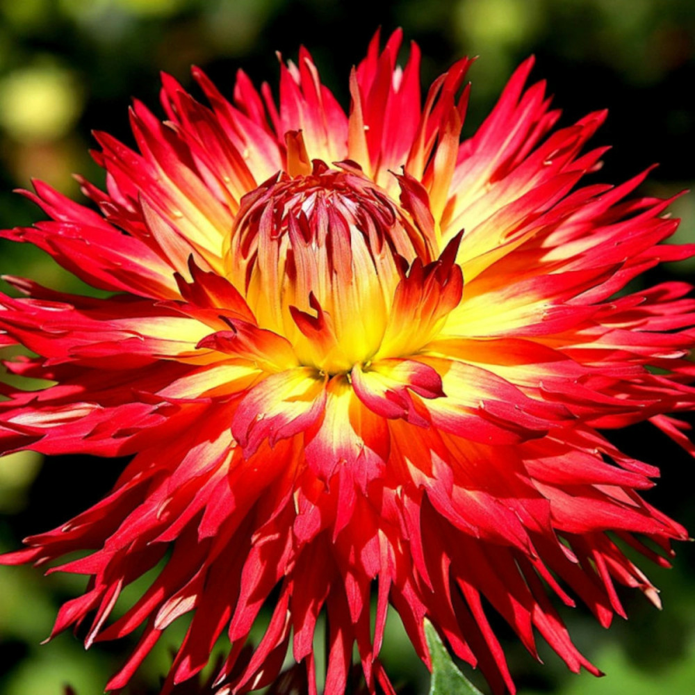 Plant de dahlia cactus flash pot de 1 litre