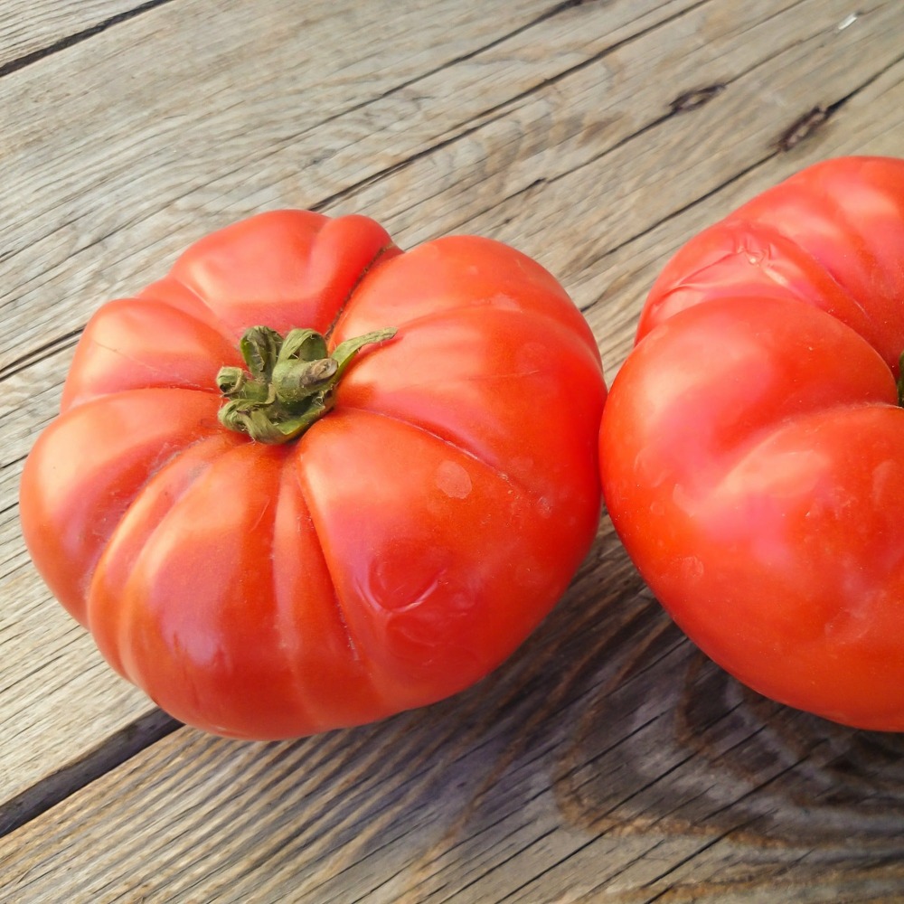 Tomate à très gros fruits marmande, le sachet / 0.2g / ±75 graines