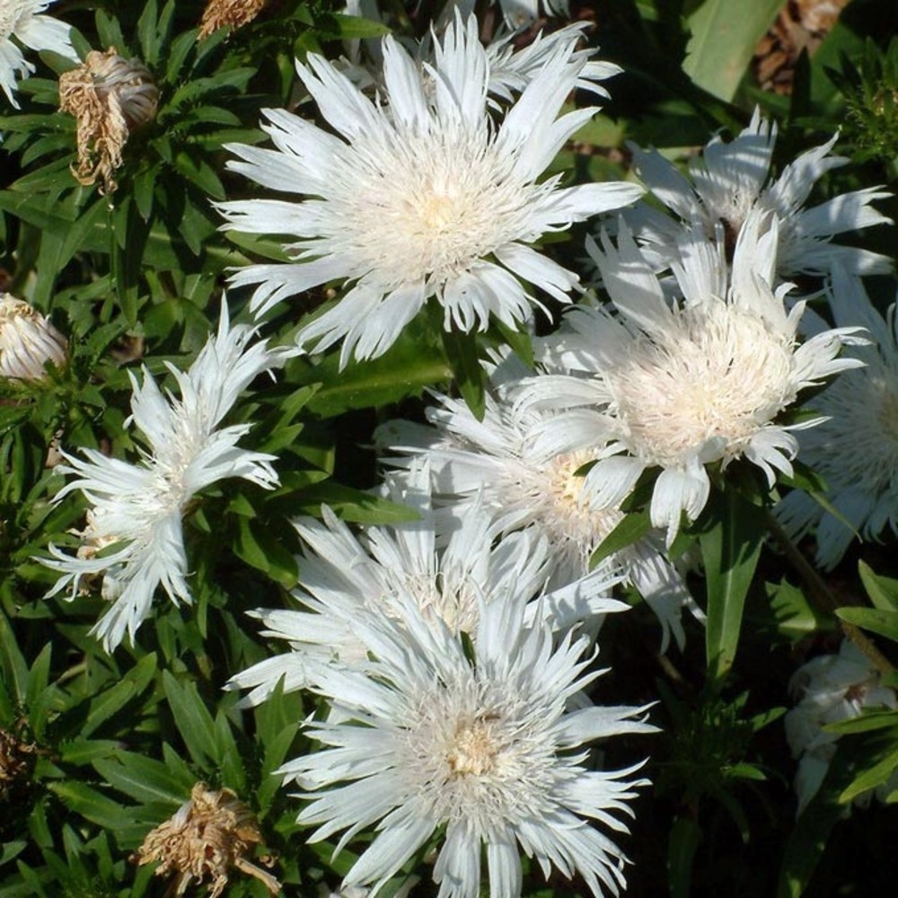 Stokesia laevis 'alba' godet de 8/9 cm