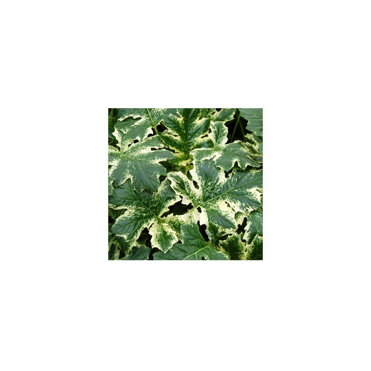 Acanthe whitewater®/acanthus x 'whitewater'®[-]lot de 3 godets