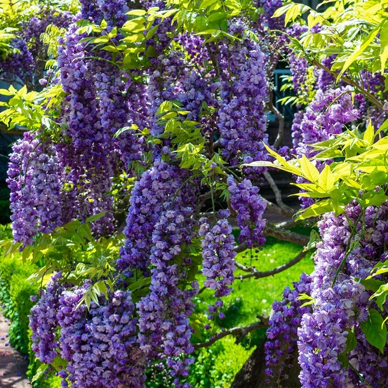 Glycine de chine 'flore pleno' pot de 3l/4l