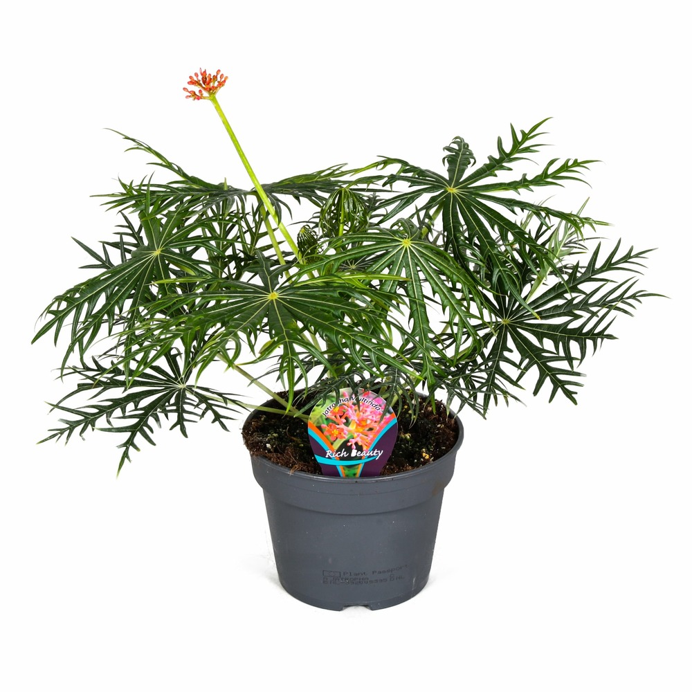 Jatropha multifida - plante corallienne - pot 17cm - hauteur 40-50cm