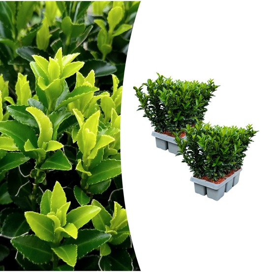 Lot de 2 - pack de 6 euonymus 'vert spire' - h15 cm